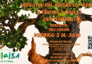taller bonsái