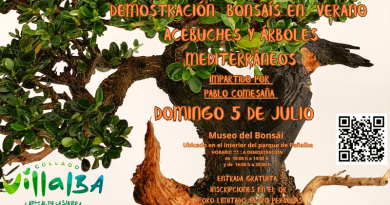 taller bonsái