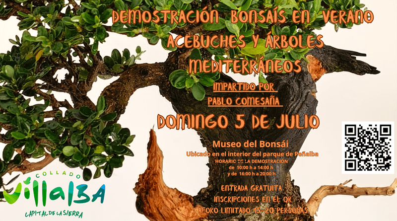 taller bonsái