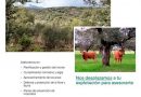 El-IMIDRA-ofrece-asesoramiento-forestal-y-formacion-gratuita-para-optimizar-las-explotaciones-locales.-Moralzarzal