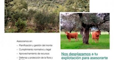 El-IMIDRA-ofrece-asesoramiento-forestal-y-formacion-gratuita-para-optimizar-las-explotaciones-locales.-Moralzarzal