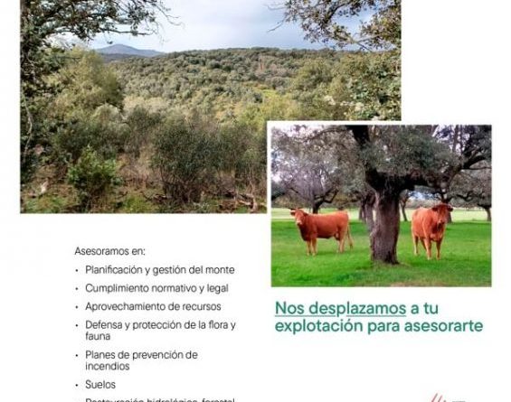 El-IMIDRA-ofrece-asesoramiento-forestal-y-formacion-gratuita-para-optimizar-las-explotaciones-locales.-Moralzarzal
