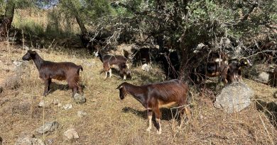 cabras 3 archivo