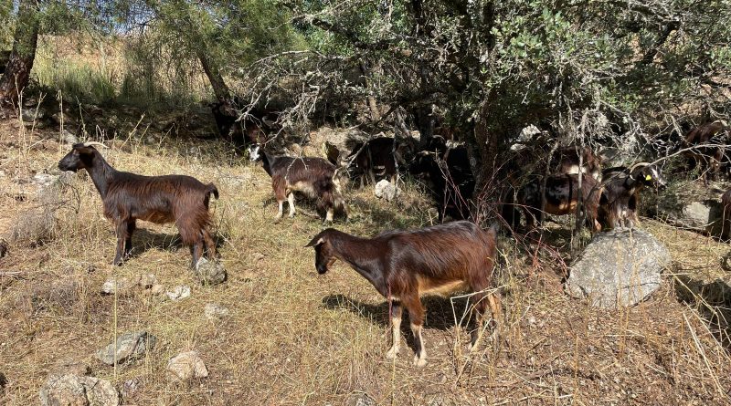 cabras 3 archivo