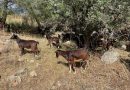 cabras 3 archivo