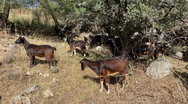 cabras 3 archivo