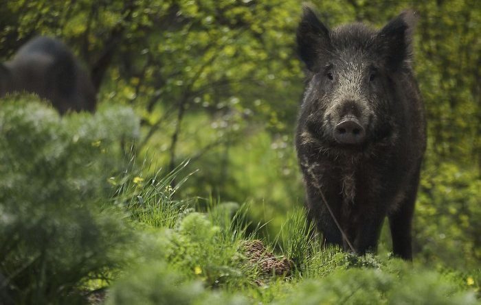 jabalí-02-700x445