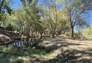 Desbroce entorno Río Guadarrama (2)