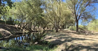 Desbroce entorno Río Guadarrama (2)