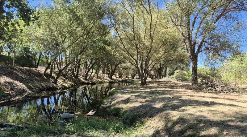 Desbroce entorno Río Guadarrama (2)