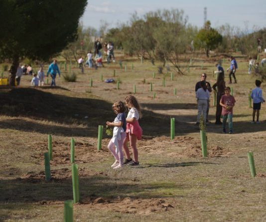PLANTACIÓN LAS ROZAS