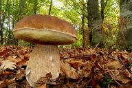 boletus-03