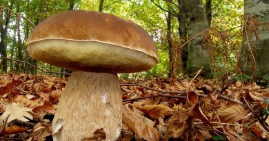 boletus-03