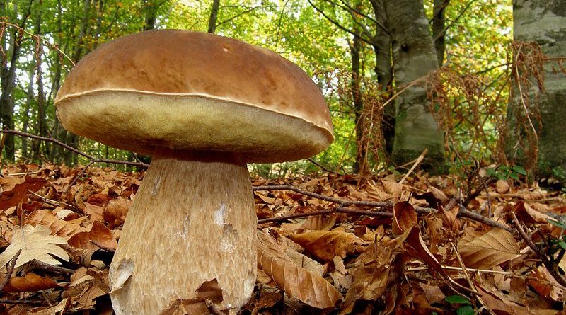 boletus-03
