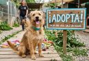 perros adoptados