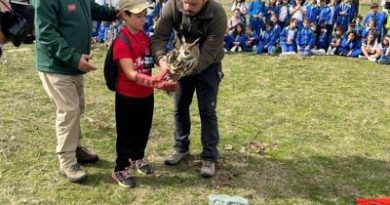 Mas-de-400-escolares-de-Moralzarzal-viven-una-emocionante-jornada-de-educacion-ambiental-en-la-Dehesa-con-la-suelta-de-aves-por-parte-del-CRAS.-Buho