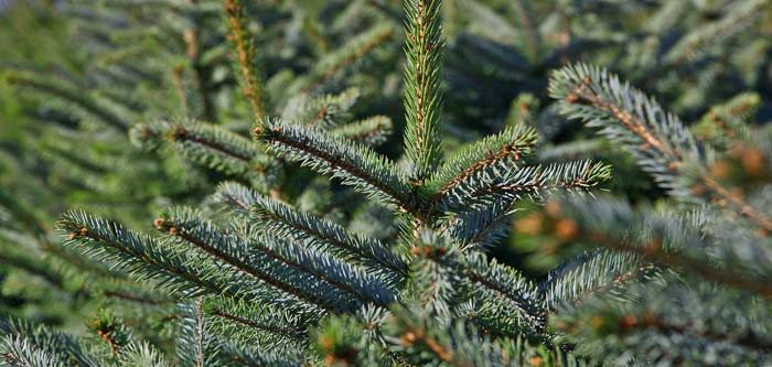 recogida-abetos-navidad