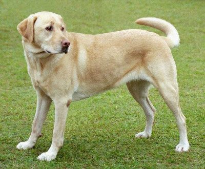 El perro era de raza cruce labrador