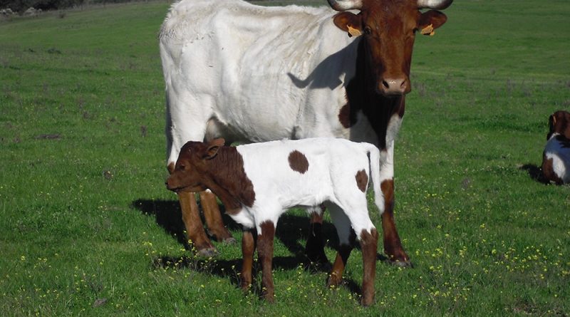 Berrendas en colorado