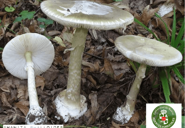 thumbnail_amanita phalloides