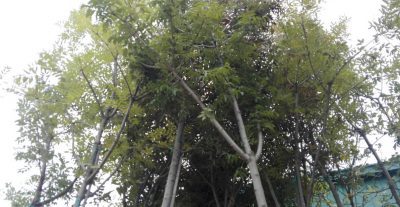 arboles dehesa vieja moral