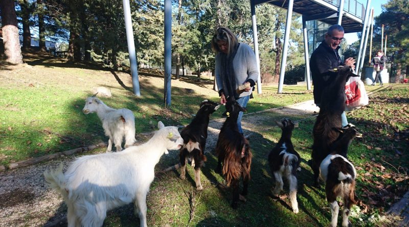 CABRAS GURUGU