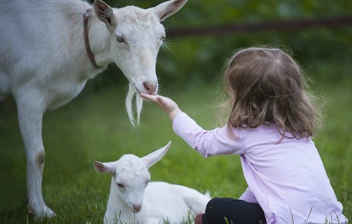 Pastorea-a-la-Cabra-Guadarrameña-Sierra-de-Guadarrama
