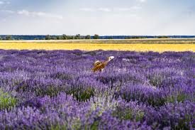 lavanda