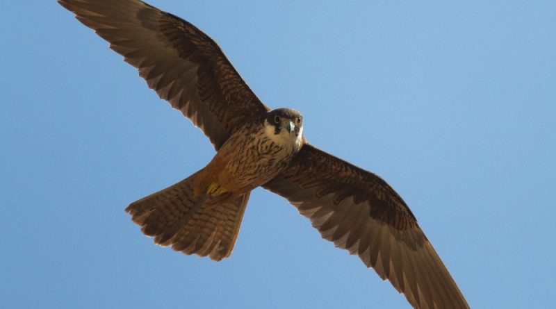 aves04