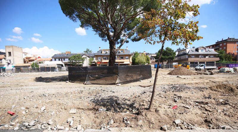 arbol los belgas collado villalba