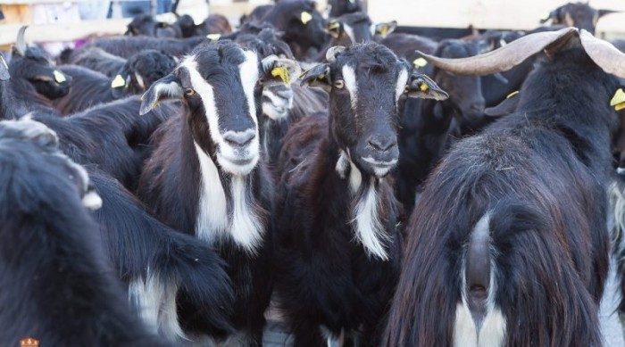 rebaño de cabras El Boalo