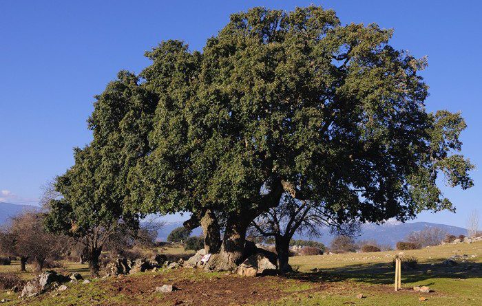 alcornoque de la dehesa de la jara de collado mediano