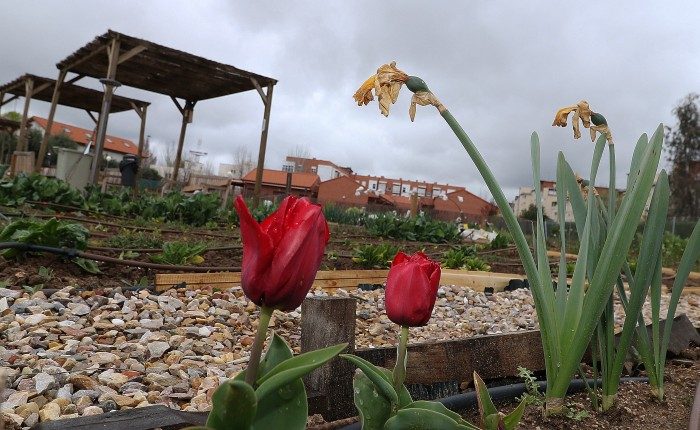 huertos urbanos collado villalba