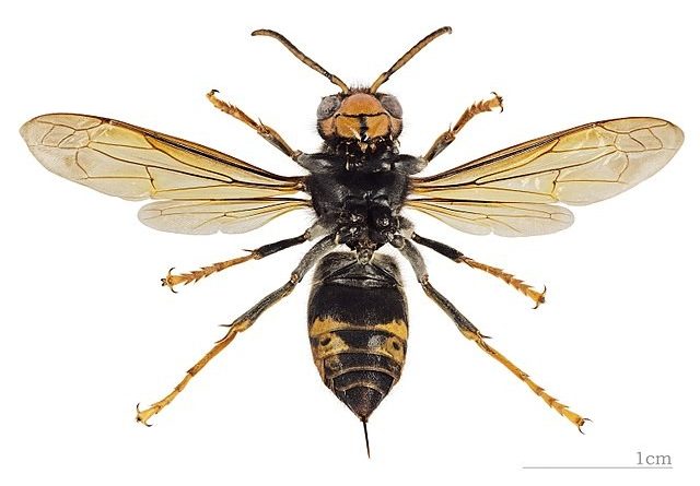 vespa velutina