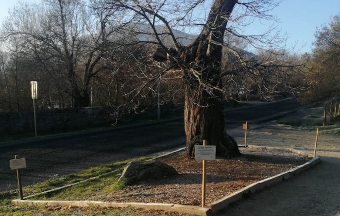 Castaño-centenario-Arroyo-del-Avispero
