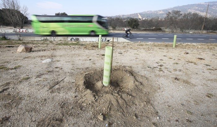 arboles gasolinera moral 1