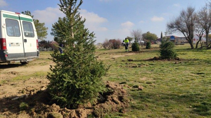 abetos valdemorillo 02