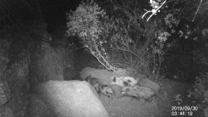 jabalies collado villalba