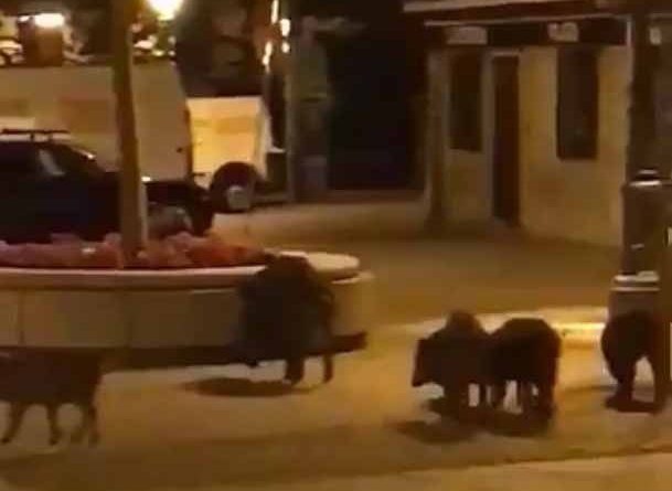 jabalies torrelodones