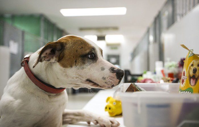 abrazo animal las rozas