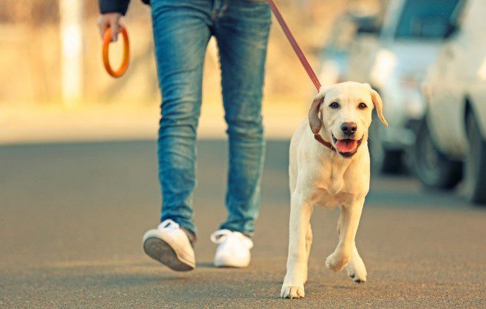 perros 02
