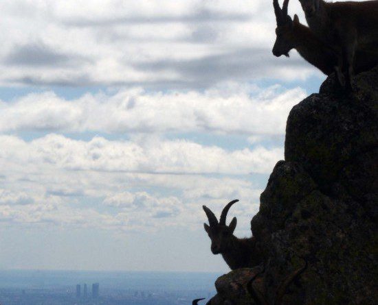 ADESGAM CABRAS MADRID AL FONDO