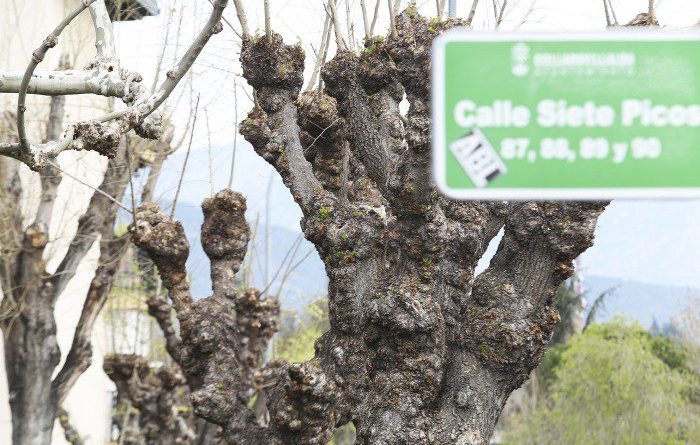 arboles poda las suertes 1