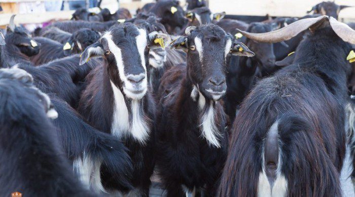 cabras el boalo