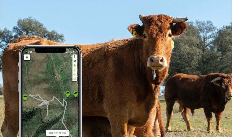 vacas gps el boalo