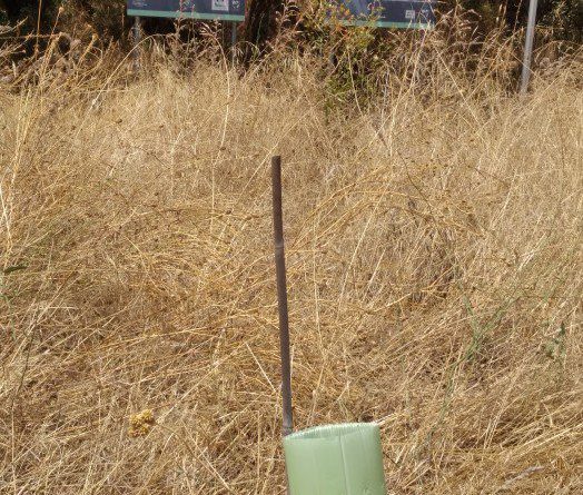 repoblacion seca (2)