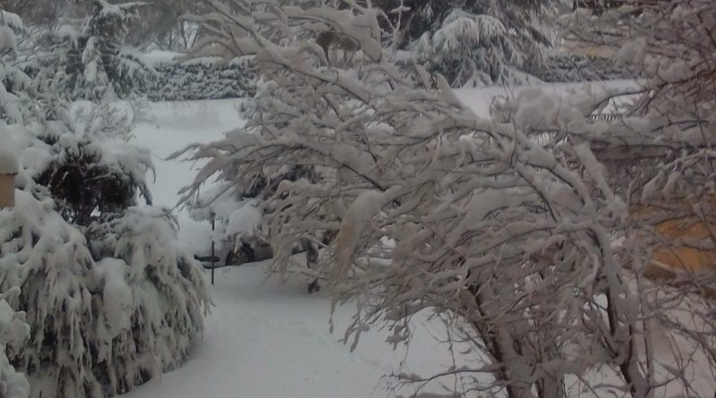 nieve árboles 02