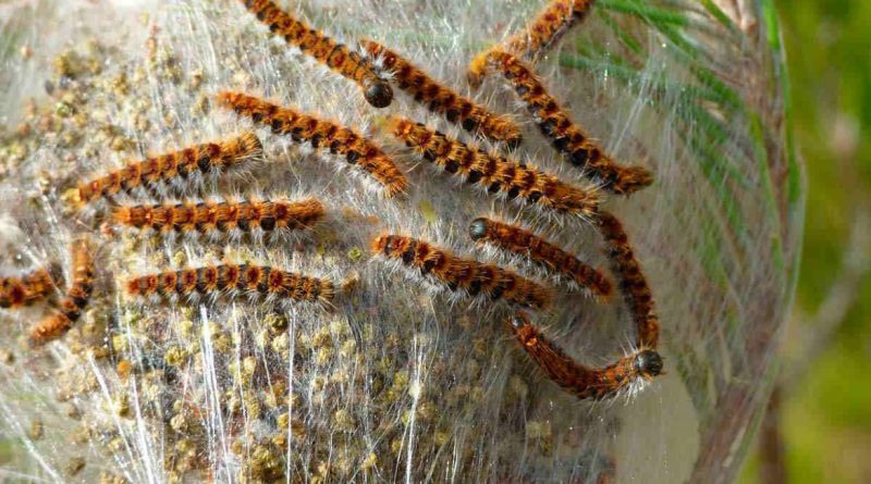 procesionaria-2-1170x675