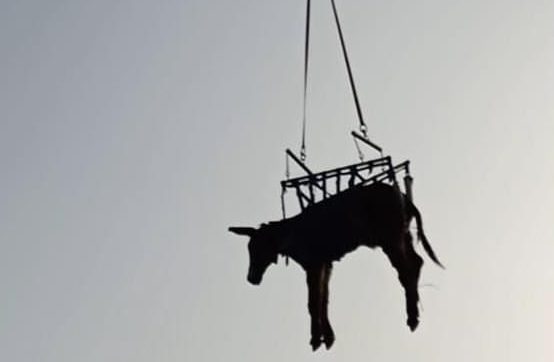 burro