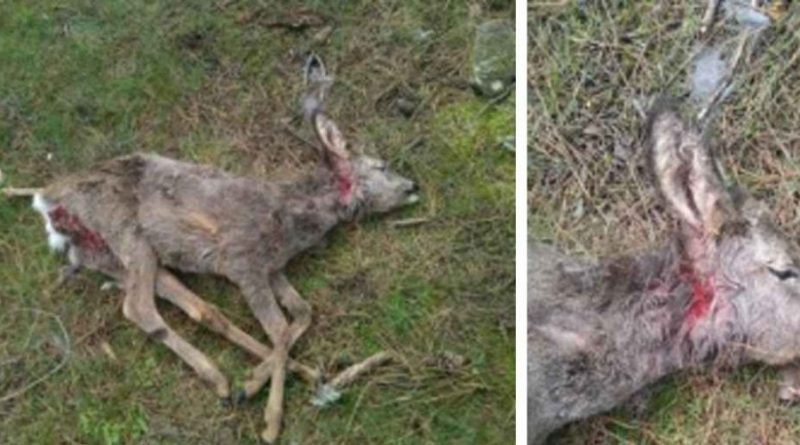 corzo-muerto-1170x501